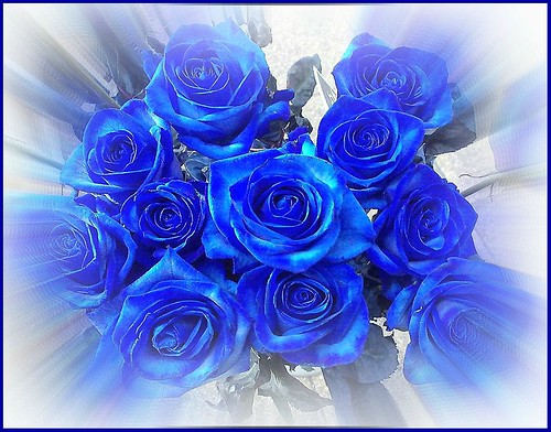 Blue Roses ..