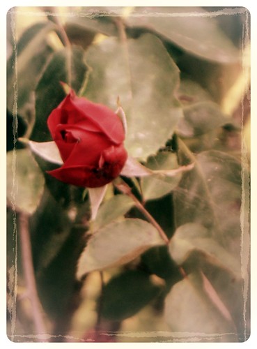 IMG 8867.1 Beautiful Rose