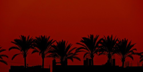 sunset palm