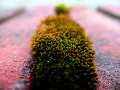 Bricked Moss