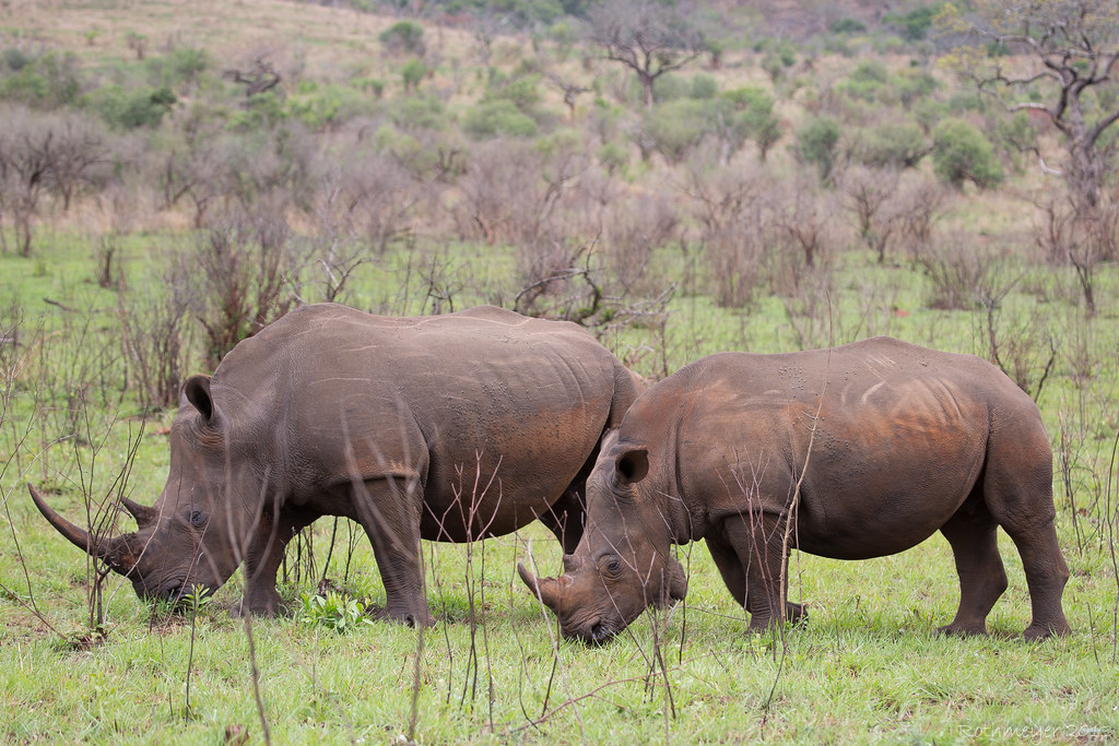White Rhino at Hluhluwe-Imfolozi Reserve