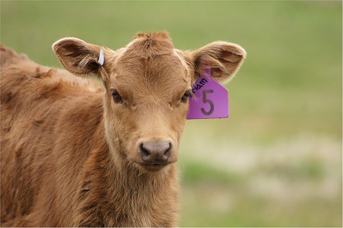 Newborn calf named after my Mom
