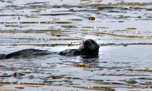 sea otter offshore from shumshu island in the kuril island group 5