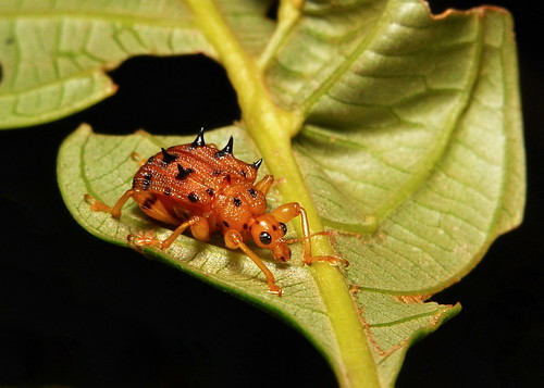 china orange black macro insect beetle yunnan weevil fbe coleoptera attelabidae leafrolling itchydogimages sinobug