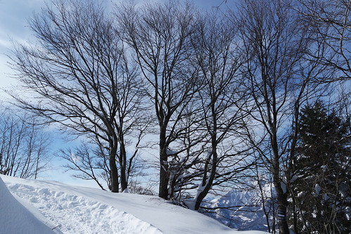 alberispogli invernale passodelcolmo sentiero stradabarziopianidibobbio valledicorda valsassina barzio
