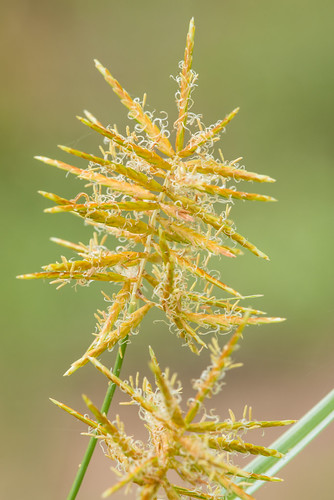 weed invasive tubers monocots cyperaceae rhizomes rhizomatous cyperusesculentus