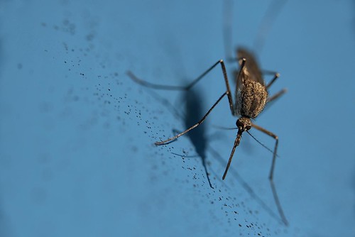 mosquito bug animal insect wildlife closeup macro blue nikon nikond750 sigma10528 gazzda hrvojesimich