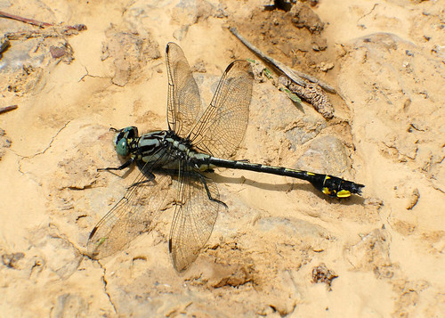 insects odonata gomphidae