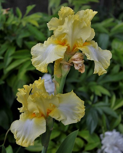 Iris Big Dipper (2)