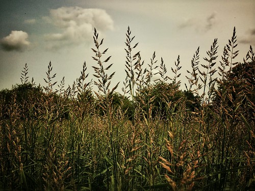 uk wild summer england sky green nature field grass clouds outside reading weeds weed day phone suburban cloudy herbs britain outdoor twyford sony meadow process oats berkshire postprocess android app edit loddon thamesvalley charvil maistora explre xperia picsay snapseed flickrandroidapp:filter=none yahoo:yourpictures=weather explored28jun13