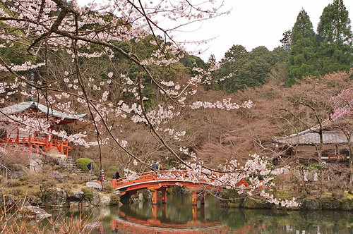 【写真】2013 桜 : 醍醐寺/2021-10-20/IMGP9076