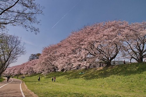 【写真】2013 桜 : 背割堤/2020-03-23/IMGP9700