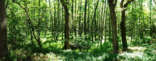 summer panorama forest bikeroute sonynex5 ilmenauradweg lüneburgbienenbüttel