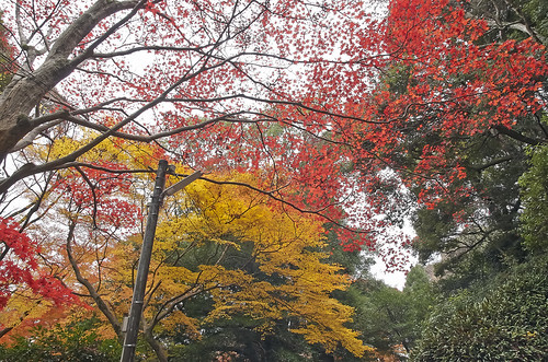 【写真】2013 紅葉 : 笠置山もみじ公園/2021-10-24/IMGP3630