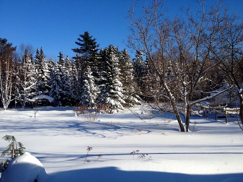 snow tree yard landscape cabin
