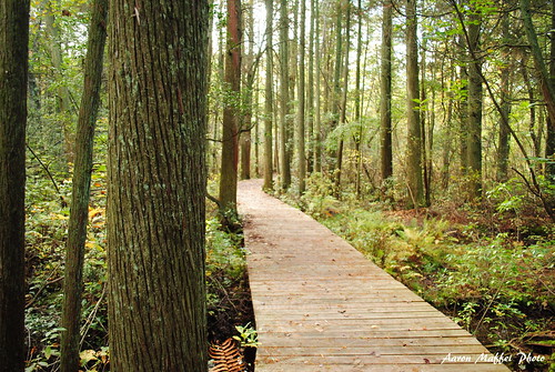 forest newjersey woods south jersey belleplain