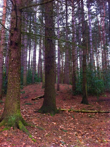 trees england nature forest countryside birmingham unitedkingdom suttoncoldfield westmidlands suttonpark iphone