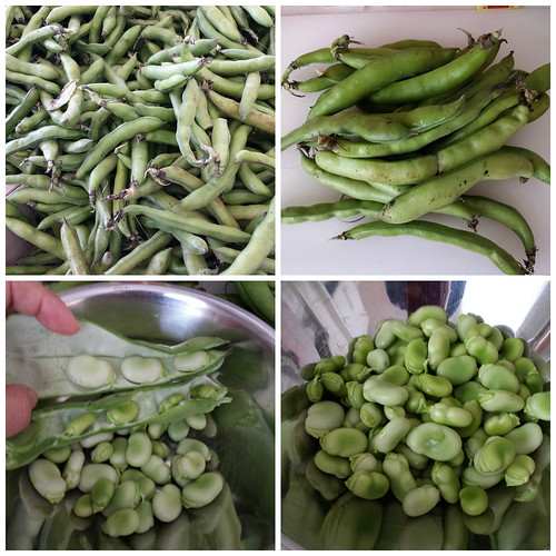 Fava Beans, the Vegetable Diva