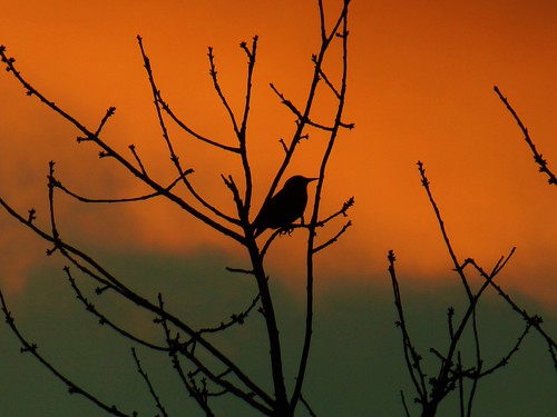morning winter tree bird silhouette clouds sunrise