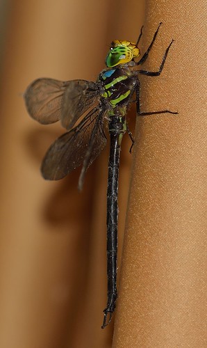 ecuador dragonfly wildlife center napo darner calverti neuraeschna