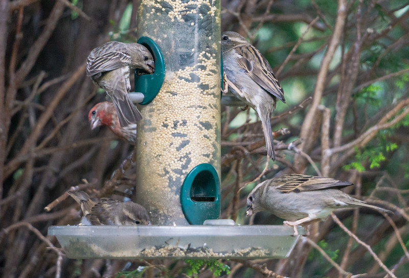 House Finches on Busy Feeder