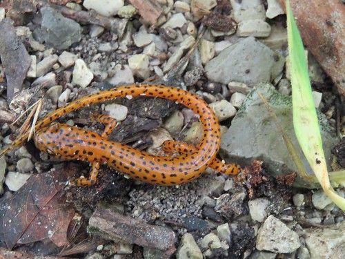 statepark orange indiana salamander mccormickscreek cavesalamander eurycealucifuga spottedtailsalamander