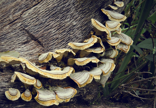 mushroom fungi hongo pavo