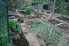 spring garden plot 015