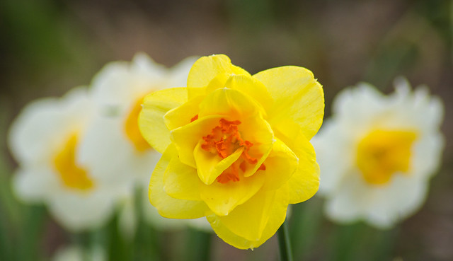Daffodil, Unusual, Yellow, Orange, Red, Flower, Spring