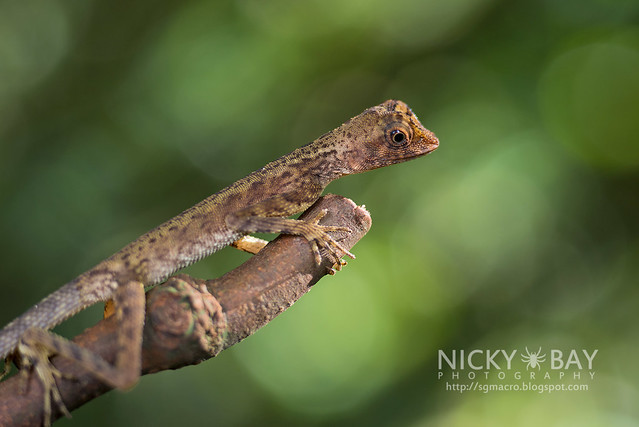 Crested Lizard (Agamidae) - DSC_3331