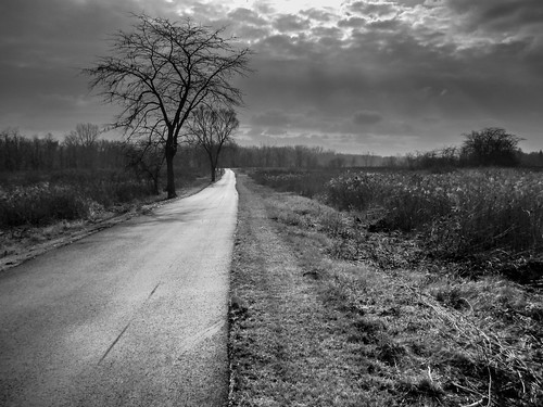 road trees ohio blackandwhite canon landscape ruralohio