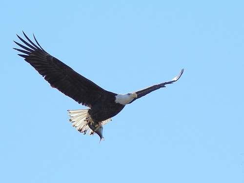 Bald Eagle female with fish
2-20150128