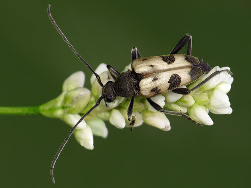 macro beetle pachytodescerambyciformis