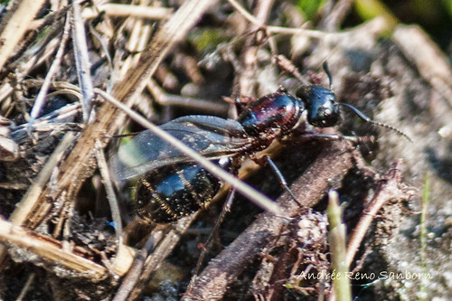 Carpenter Ant (Camponotus novaeboracensis)