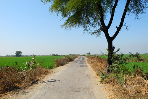 india rj route arbre rajasthan
