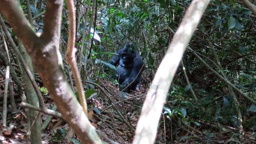 africa trek gorilla jungle uganda bwindi