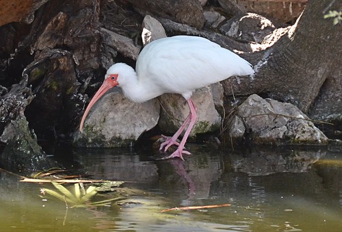 white bird zoo texas ibis whiteibis eudocimusalbus wading brownsville gladysporterzoo longbill curvedbill nikond7000 nikkor18to200mmvrlens