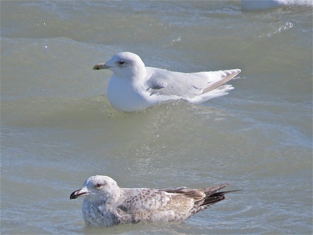 Iceland (Kumlien's) Gull (Adult) at North Point Marina in Lake County, IL 11