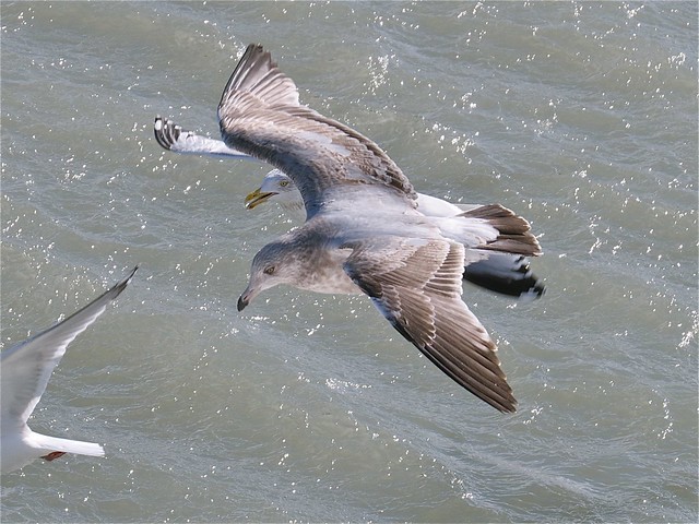 Herring Gull (2nd Cycle) at North Point Marina in Lake County, IL