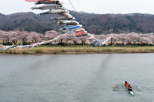 2016 東北地方 岩手県 北上市 日本 japan iwate 北上川 鯉のぼり 北上展勝地 桜 風景 river nikond610 cherryblossoms spring 春 landscape