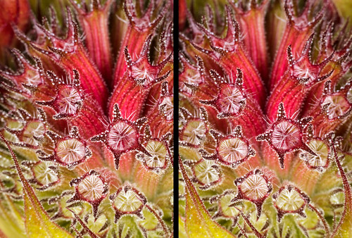 flower macro nature 3d stereo beebalm horsemint crossview