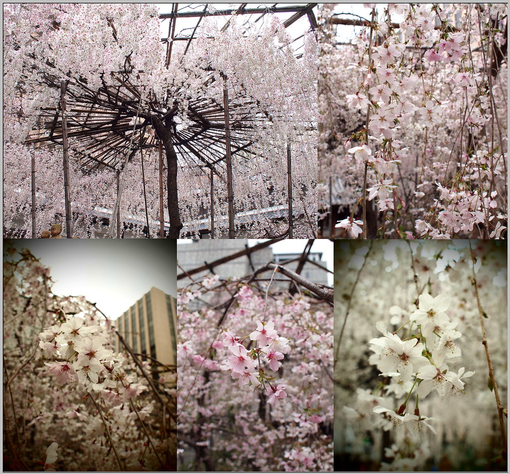 15 京都 六角堂 櫻花