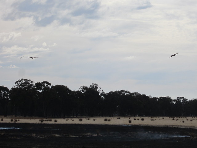 Birds circle looking for food after burning-off (058)