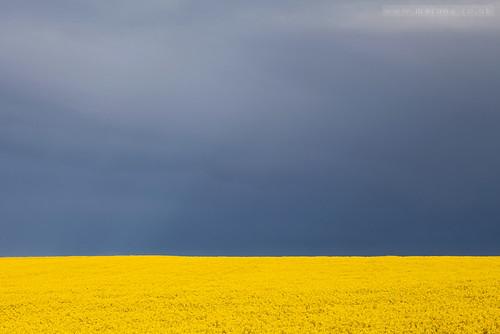 cambridge england yellow unitedkingdom stormy oilseedrape stapleford