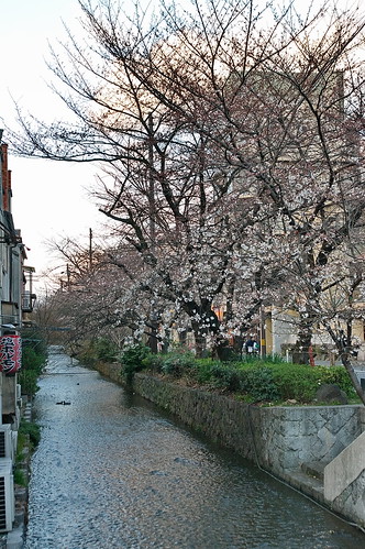 【写真】2013 桜 : 木屋町通り/2019-05-18/IMGP8767