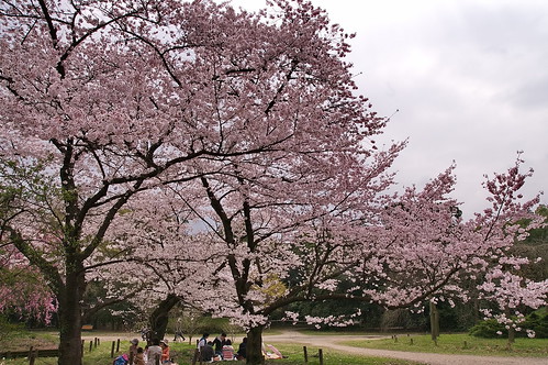 【写真】2013 桜 : 京都府立植物園/2020-12-16/IMGP9462