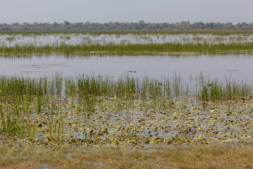 nature birds nationalpark australia wetlands outback kakadu northernterritory mamukala