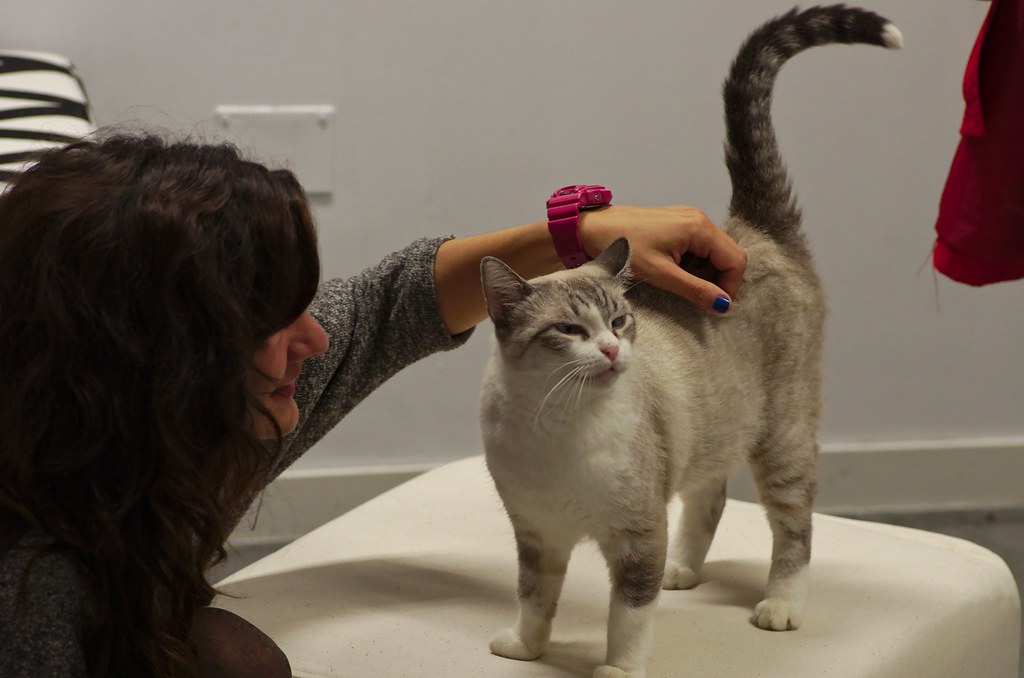 9 cities where you can visit a cat cafe  Public Radio 