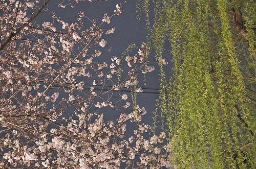【写真】2014 桜 : 祇園白川/2021-07-02/IMGP5575