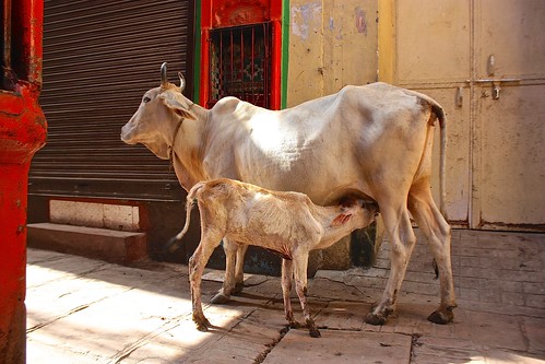 Varanasi, where cows are worshipped